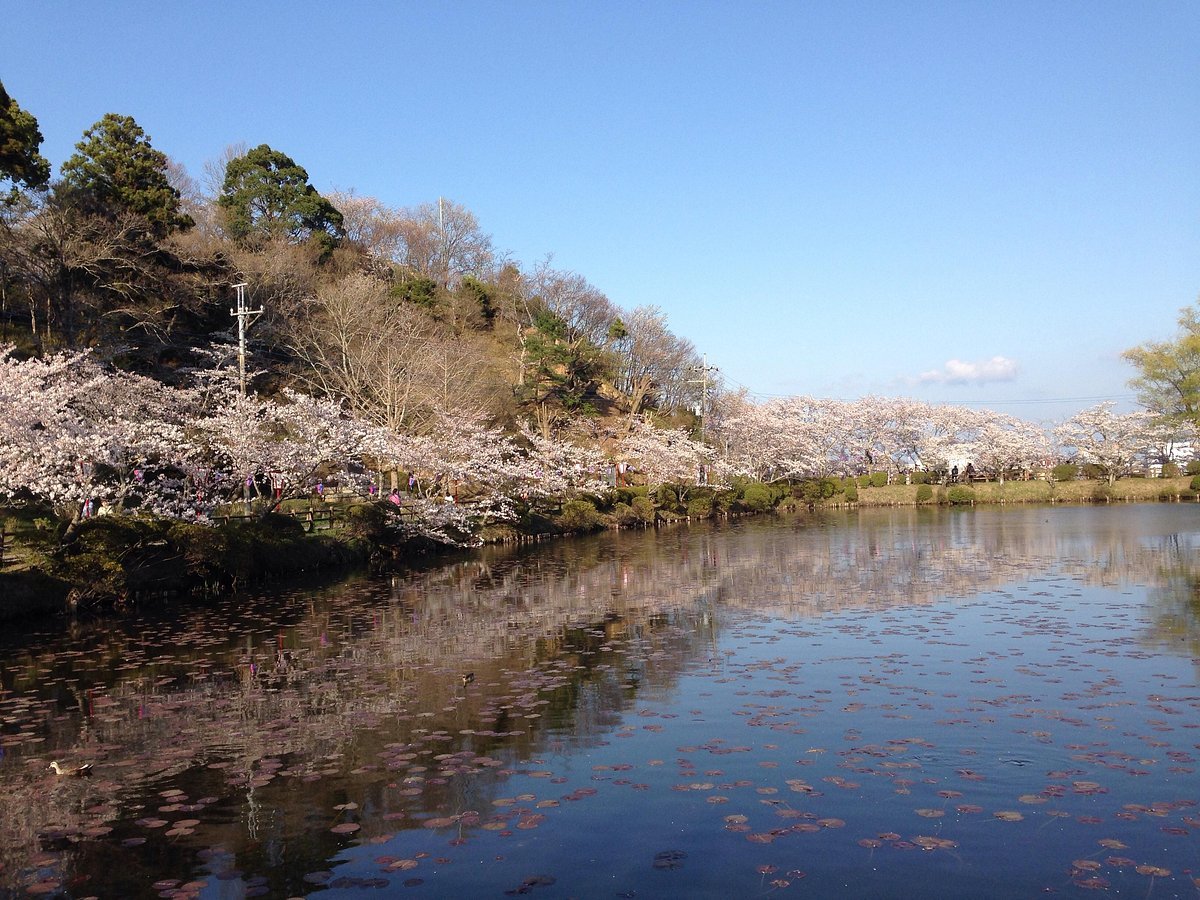 🌸 모바라 공원 (모바라코엔)
